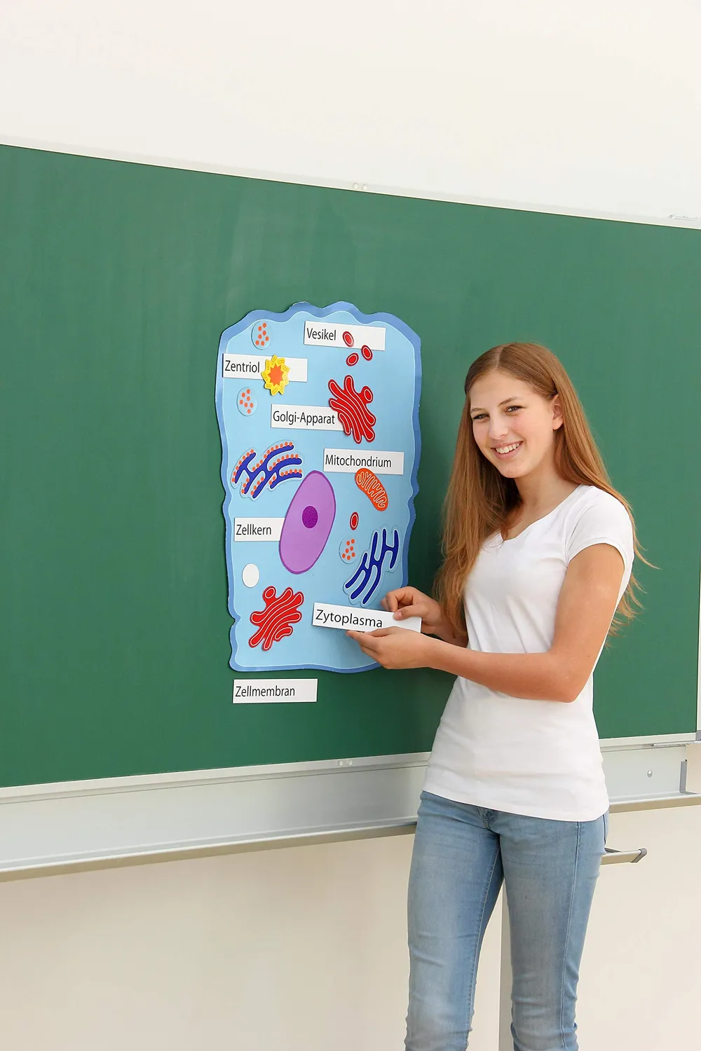 Betzold Tier- und Pflanzenzelle Magnetmodell 26-teilig bilingual