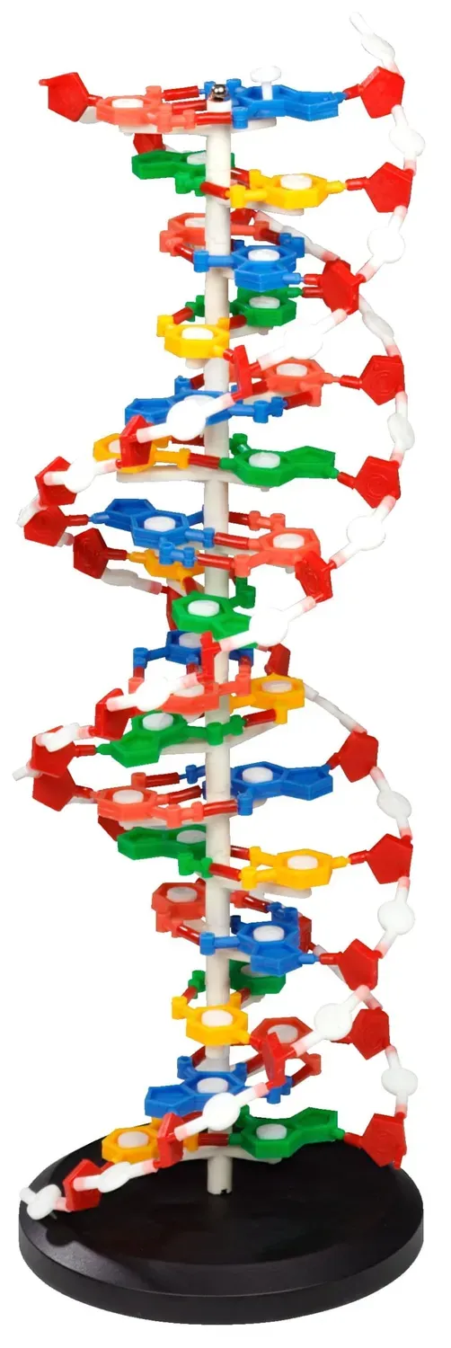 Betzold DNS Modell groß Doppelhelix 60 cm zerlegbar