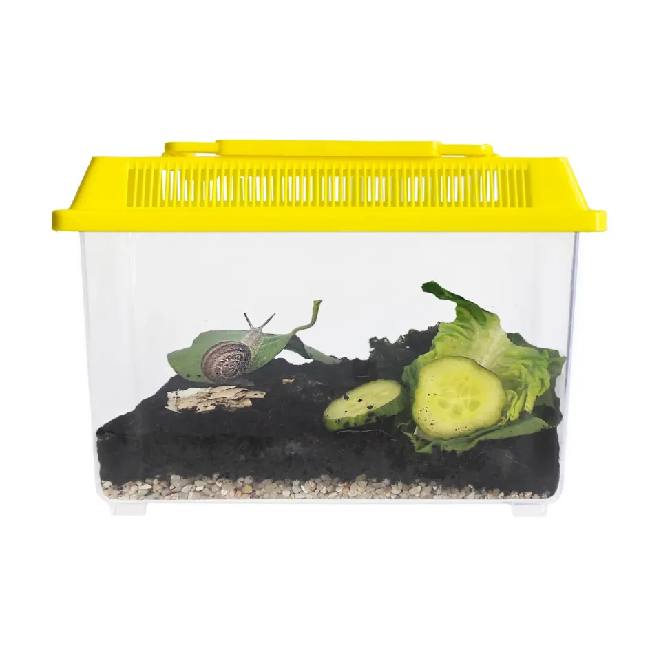 TimeTEX Schnecken-Beobachtungs-Set 5-teilig Vivarium Lernmaterial