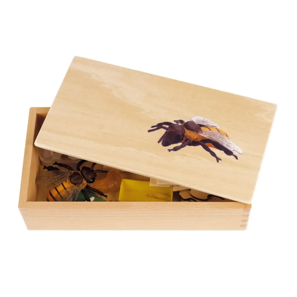 TimeTEX Montessori Premium Lebenszyklus Honigbiene Holzbox