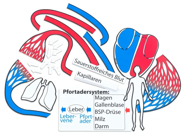 Betzold Blutkreislauf Tafelmaterial magnetisch bilingual
