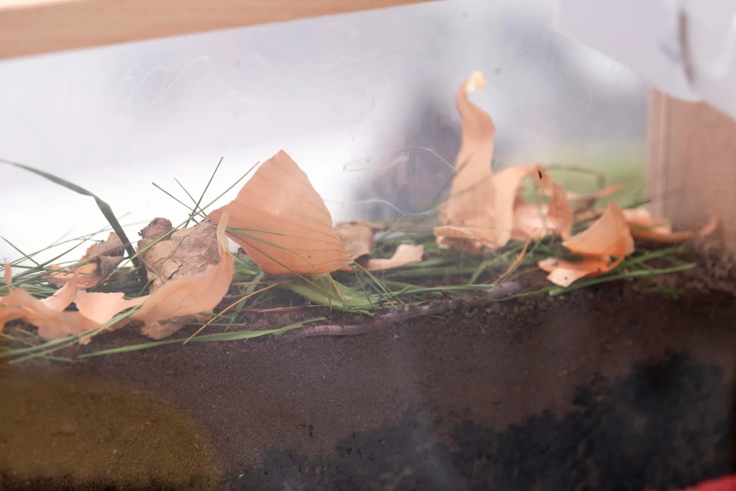 Betzold Regenwurm-Beobachtungskasten Vermarium mit Sand