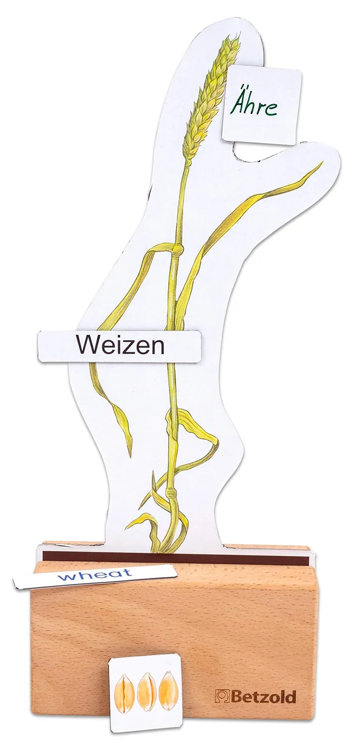 Betzold Sparset Getreide bestimmen mit Themenheft wiederverwendbar