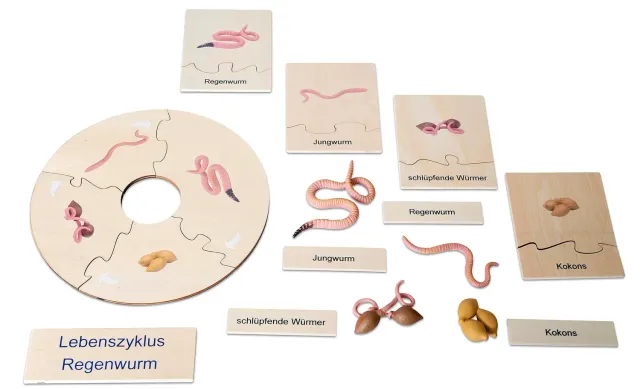 Betzold Lebenszyklus Regenwurm Holzpuzzle 5 Puzzles Box