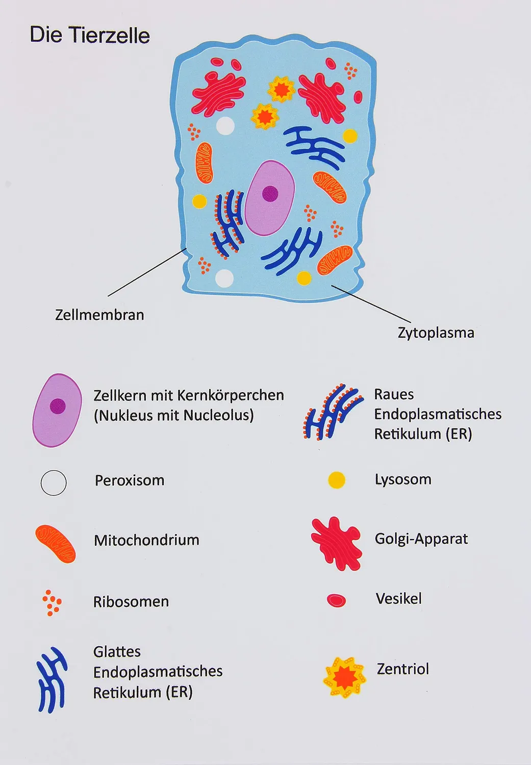 Betzold Tier- und Pflanzenzelle Magnetmodell 26-teilig bilingual